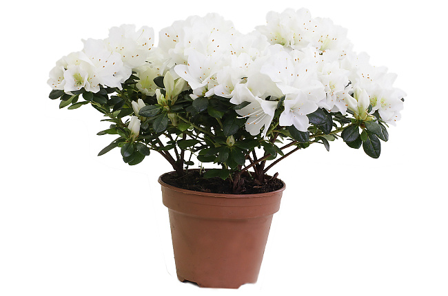 Азалия (Azalea)