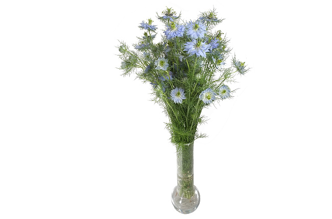Нигелла голубая