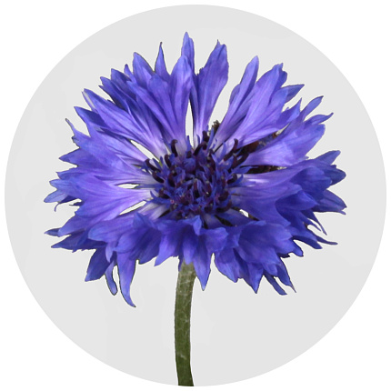 Василёк синий (Centaurea blue)