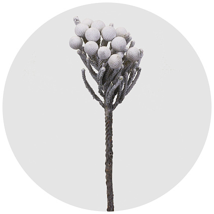 Бруния крашеная Силвер Вайт (Silver White)