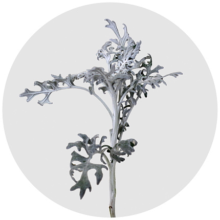 Сенецио Маритима (Senecio maritima)