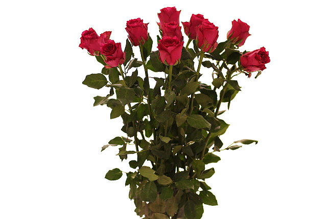 Роза Родос Пинк (Rhodos Pink)