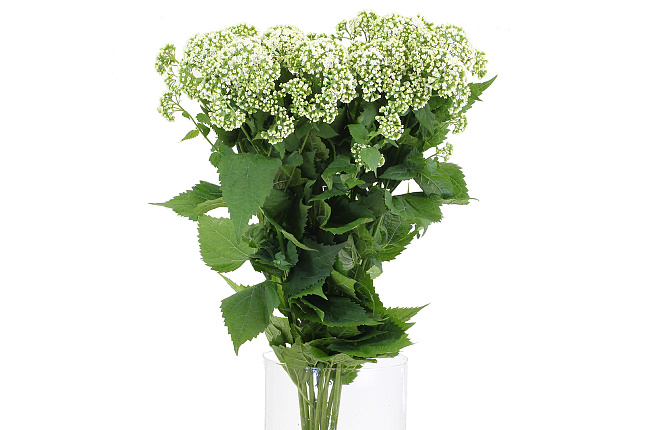 Эвпаториум (Eupatorium) 