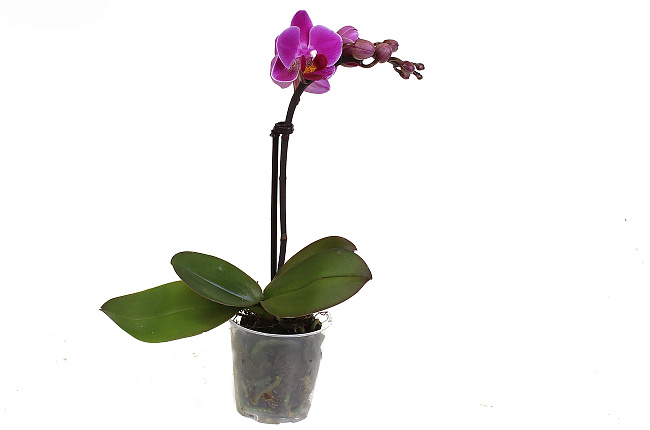 Орхидея Фаленопсис мини (Phalaenopsis mini)