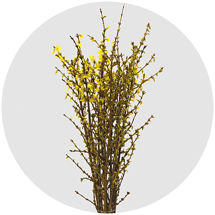 Форзиция (Forsythia)
