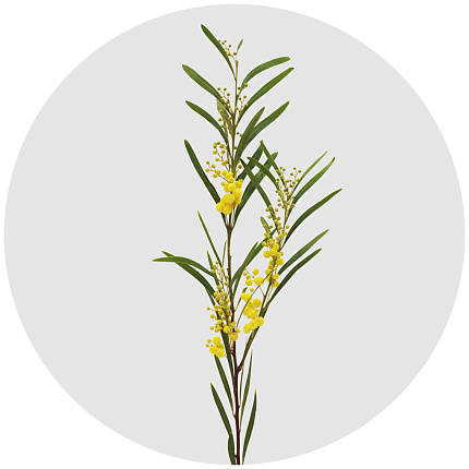Мимоза (Mimosa)