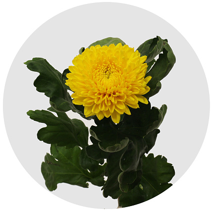 Хризантема одноголовая Миголи (Migoli) 