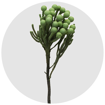 Бруния крашеная Силвер Лайм (Silver Lime)