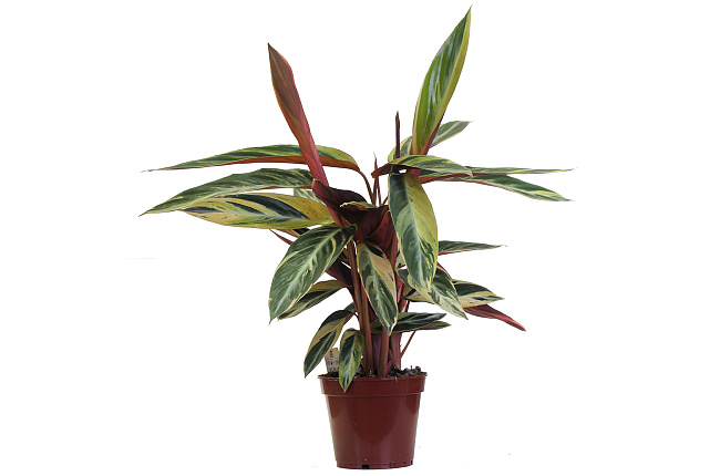 Калатея (Calathea)