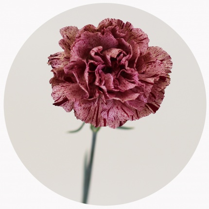 Гвоздика стандарт микс 8