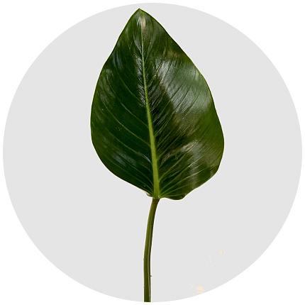 Филодендрон Конго (Congo)