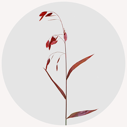 Хасмантиум крашеный красный (Red)