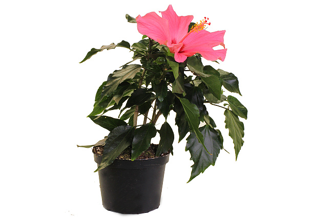 Гибискус (Hibiscus)
