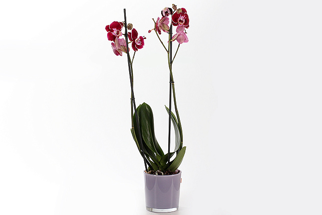 Орхидея Фаленопсис (Phalaenopsis) микс 9
