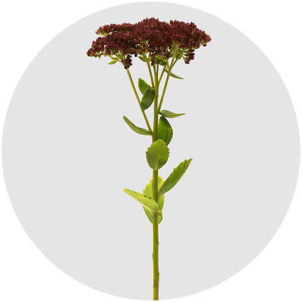 Седум Спектабиле (Sedum Spectabile)