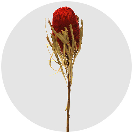 Банксия Хукериана крашеная оранжевая (Banksia orange)
