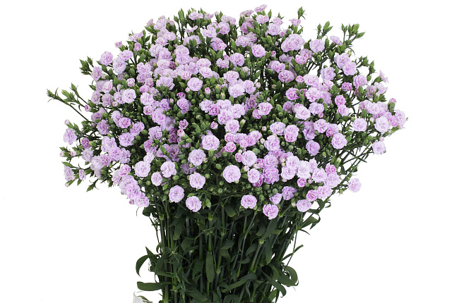 Гвоздика Раффайн сиреневая (Raffine)