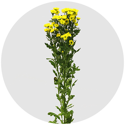 Хризантема кустовая Сантини Мадибо Ринга жёлтая (Madiba Ringa Yellow)