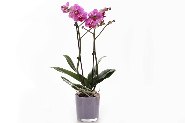 Орхидея Фаленопсис (Phalaenopsis) микс 9