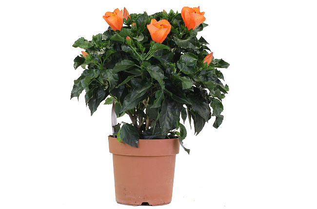 Гибискус (Hibiscus)