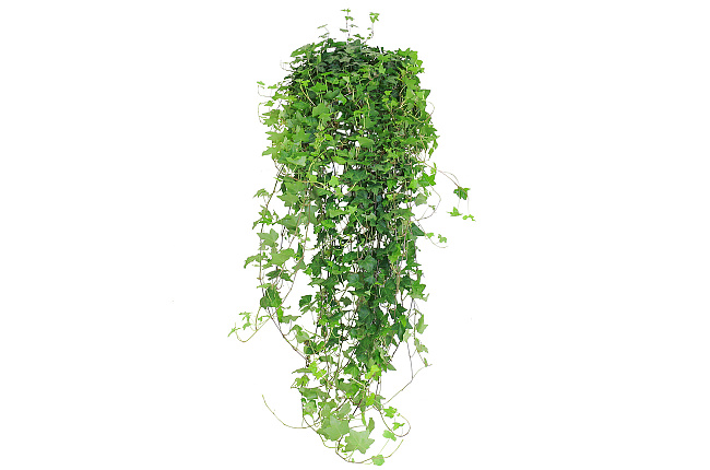 Плющ (Hedera )