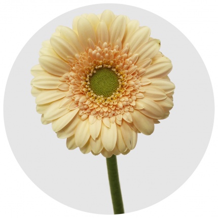 Гербера мини Моэт (Moet)