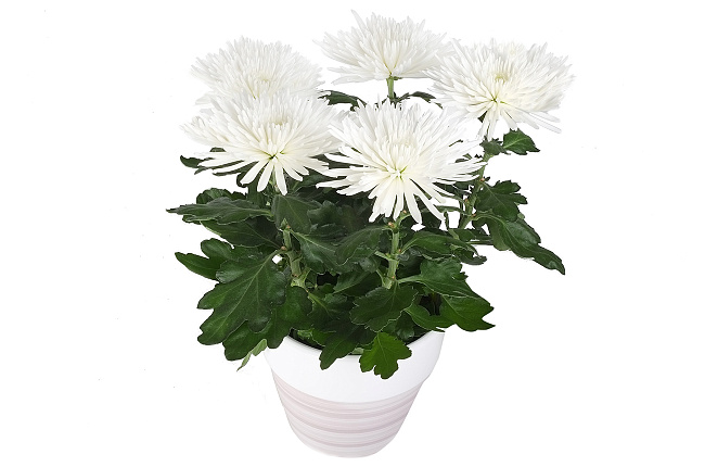 Хризантема (Chrysanthemum)