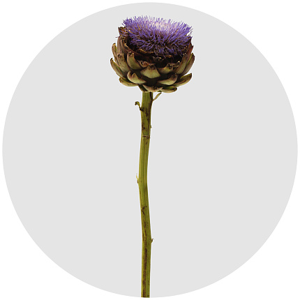 Артишок синий (Artichoke Blue)