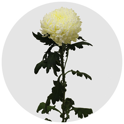 Хризантема одноголовая Деко белая (Deco White)