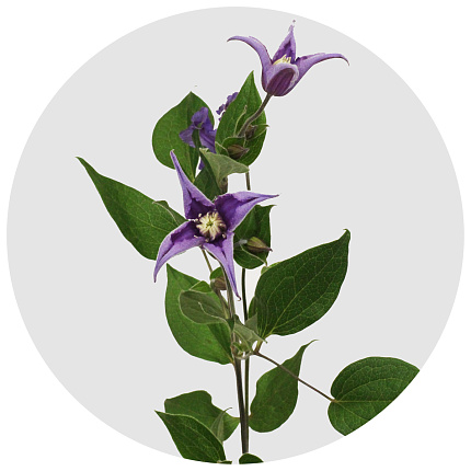 Клематис Эмаейинг Ром (Clematis Amazing Rome)