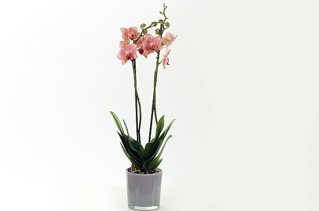 Орхидея Фаленопсис (Phalaenopsis) микс 9