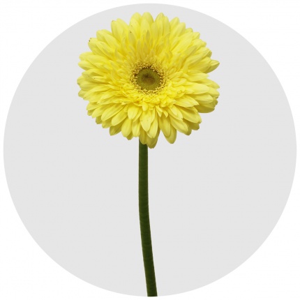 Гербера Фул Мун (Full Moon)