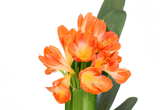 Кливия (Clivia)