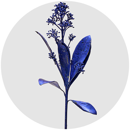 Скиммия крашеная синий металлик (Metal Blue)