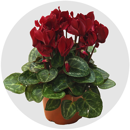 Цикламен (Cyclamen)