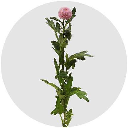 Хризантема одноголовая Момоко (Momoko)