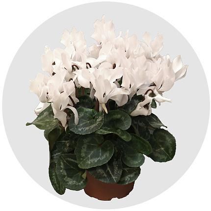 Цикламен (Cyclamen)