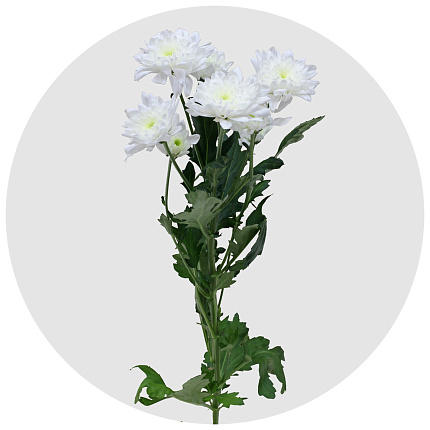 Хризантема кустовая Евро белая (Euro white)
