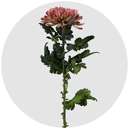 Хризантема одноголовая Антонов Гортензия (Hortensia)