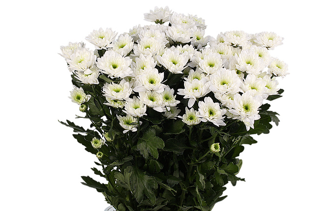 Хризантема кустовая Зембла белая (Zembla white)