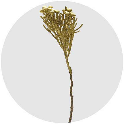 Бруния крашеная золотая (Gold)