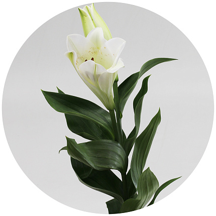 Лилия Селена (lilium Selena)